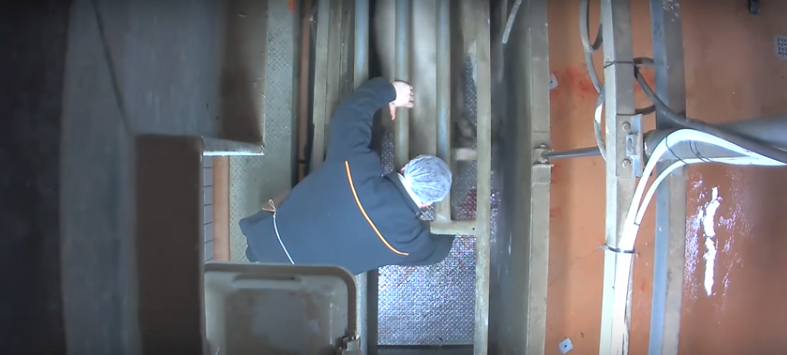French abattoir investigation after graphic video shows animal abuse