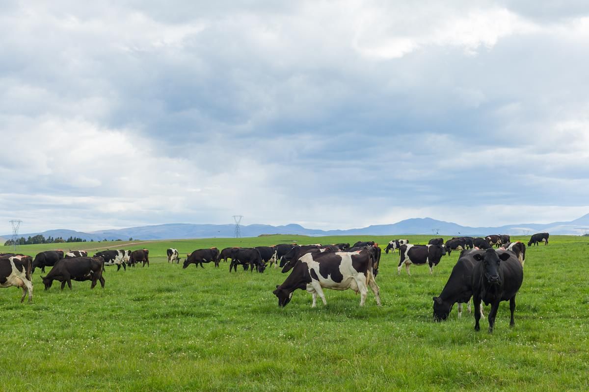 Fonterra Australia cuts milk price for new season due to 'market conditions'