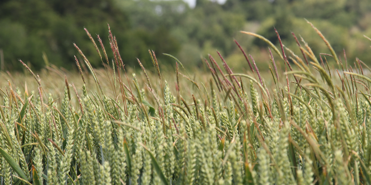 Tillage: The biology of blackgrass and ways to prevent it