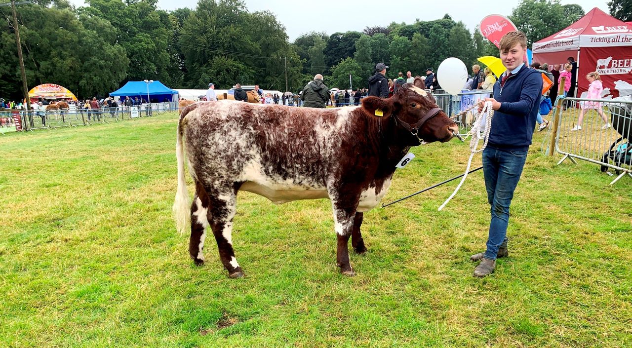 Beef Shorthorn numbers on the rise