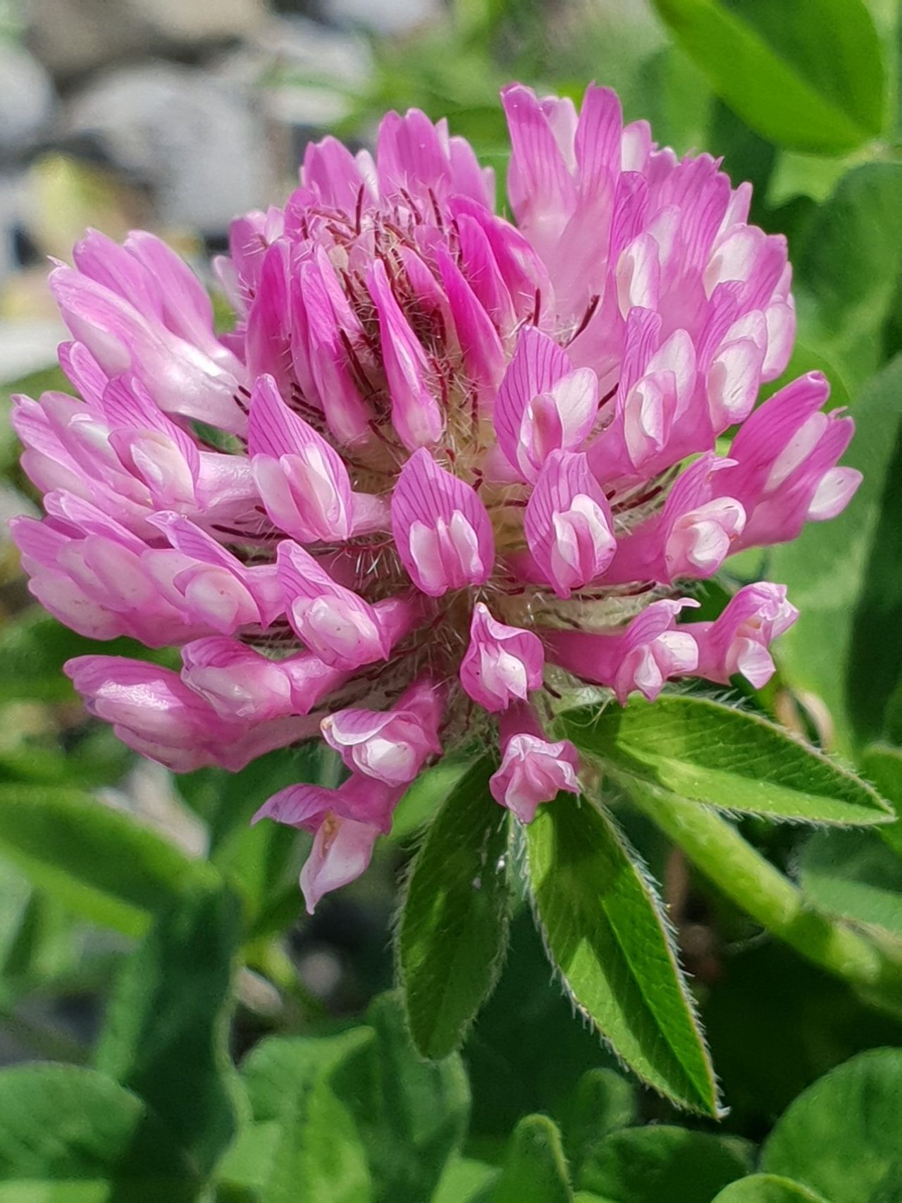 Weed control crucial in managing red clover swards – AFBI