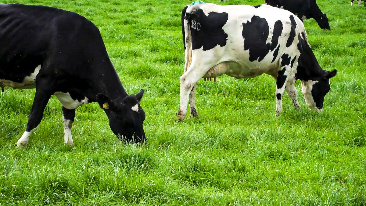 Global dairy markets: ‘Steady as she goes’ according to AHDB