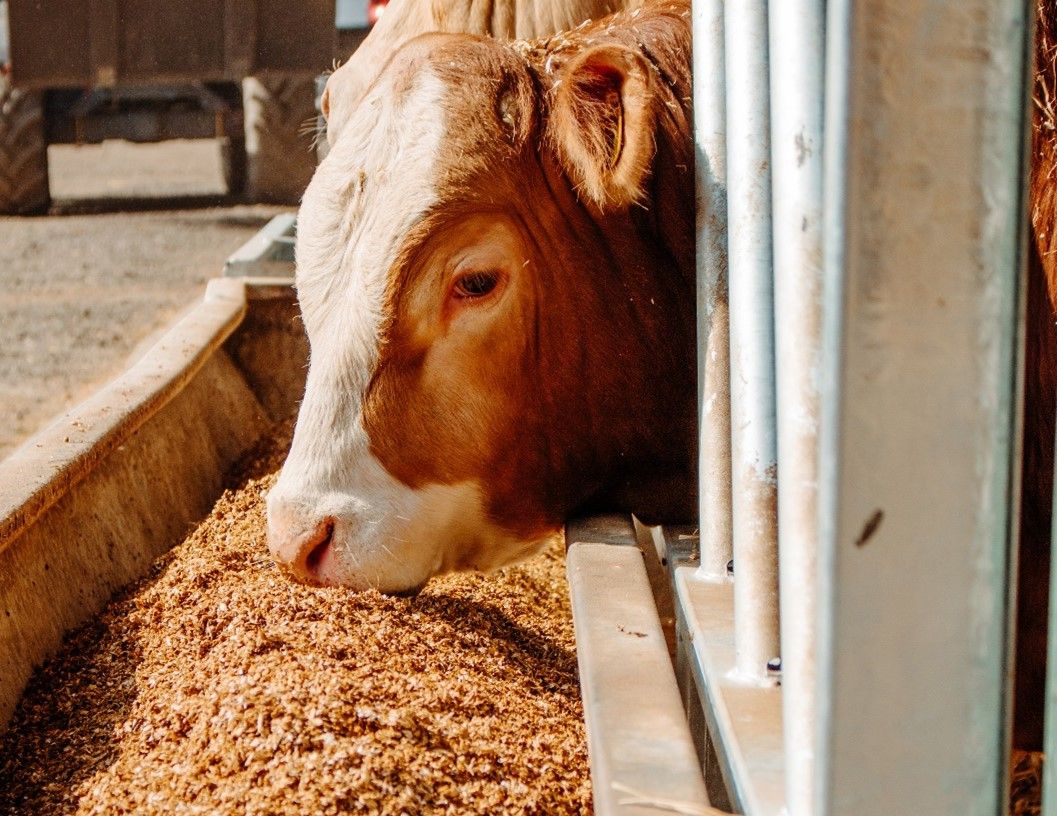 UK demand for animal feed falls to 17-year low