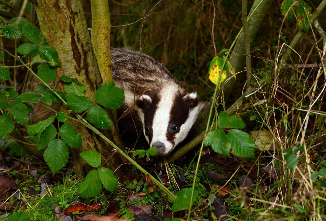 New badger research sheds light on why controlling TB has been so difficult