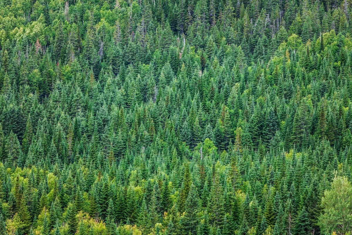 Coillte profits increase 64% on 2014 as debt drops