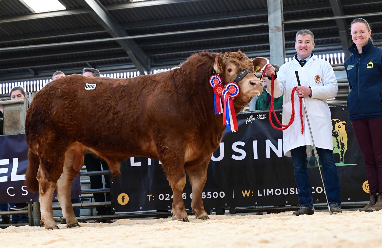 Limousin bulls reach 8,000 guineas at Ballymena sale
