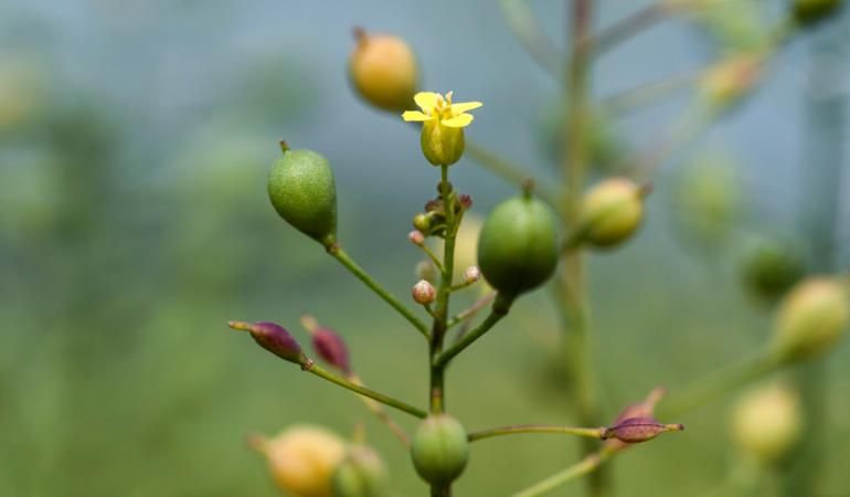 New 5-year GM field trial approved in UK