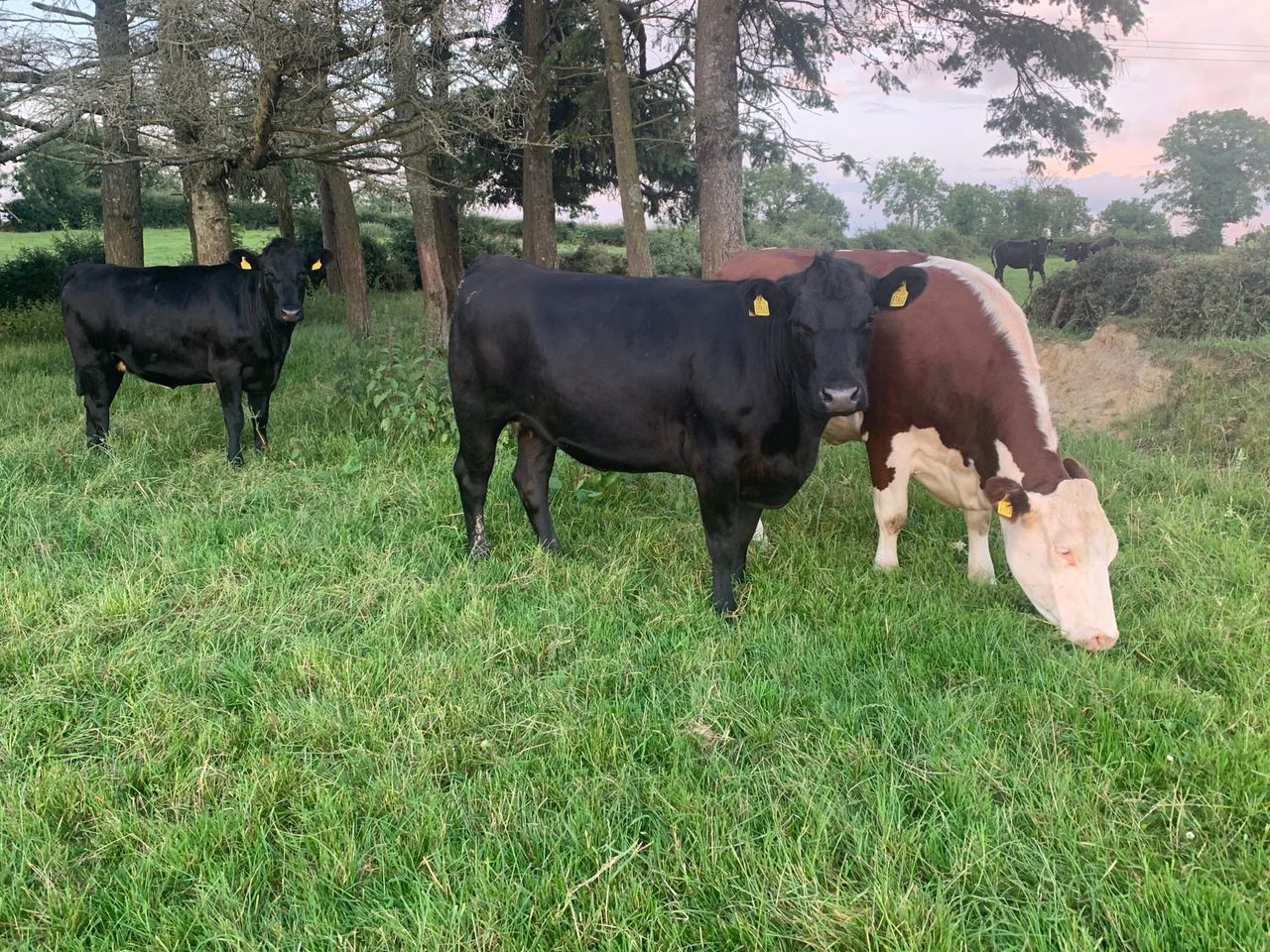 Irish beef price surpasses UK price for first time in 11 years