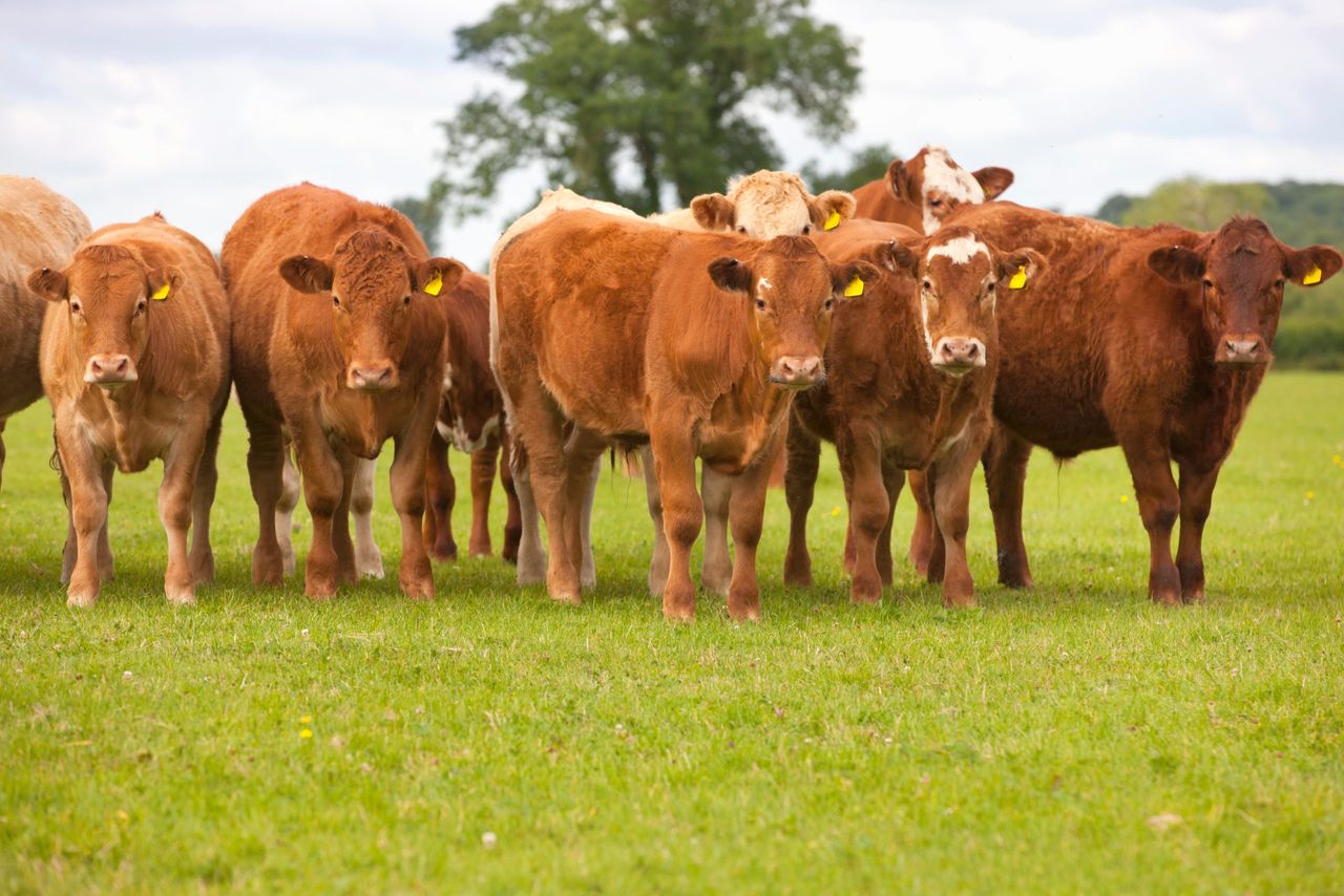 US meat giant to restructure beef strategy amid ‘historic’ cattle shortage