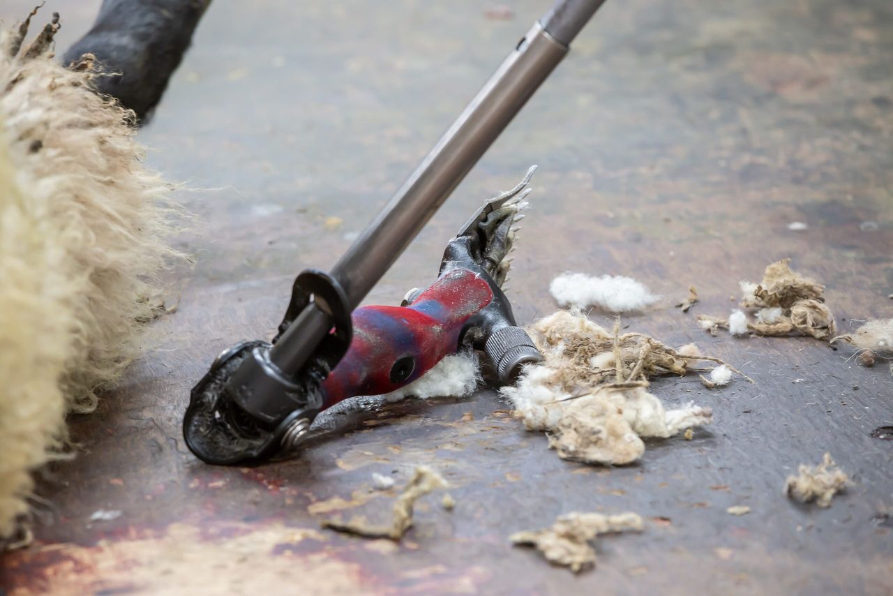 Checklist for shearers and farmers produced during Covid-19