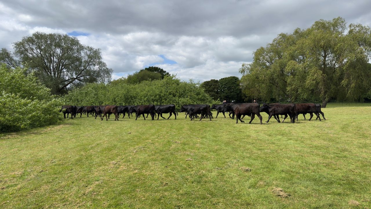 Police 'moove' herd of cows from public park in Leicestershire