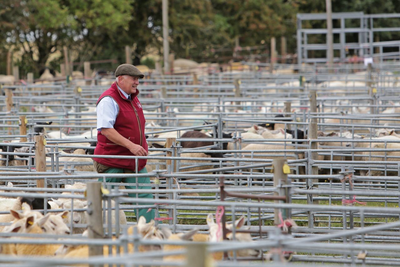Up to £3m turnover expected at Shearwell Thame sheep fair