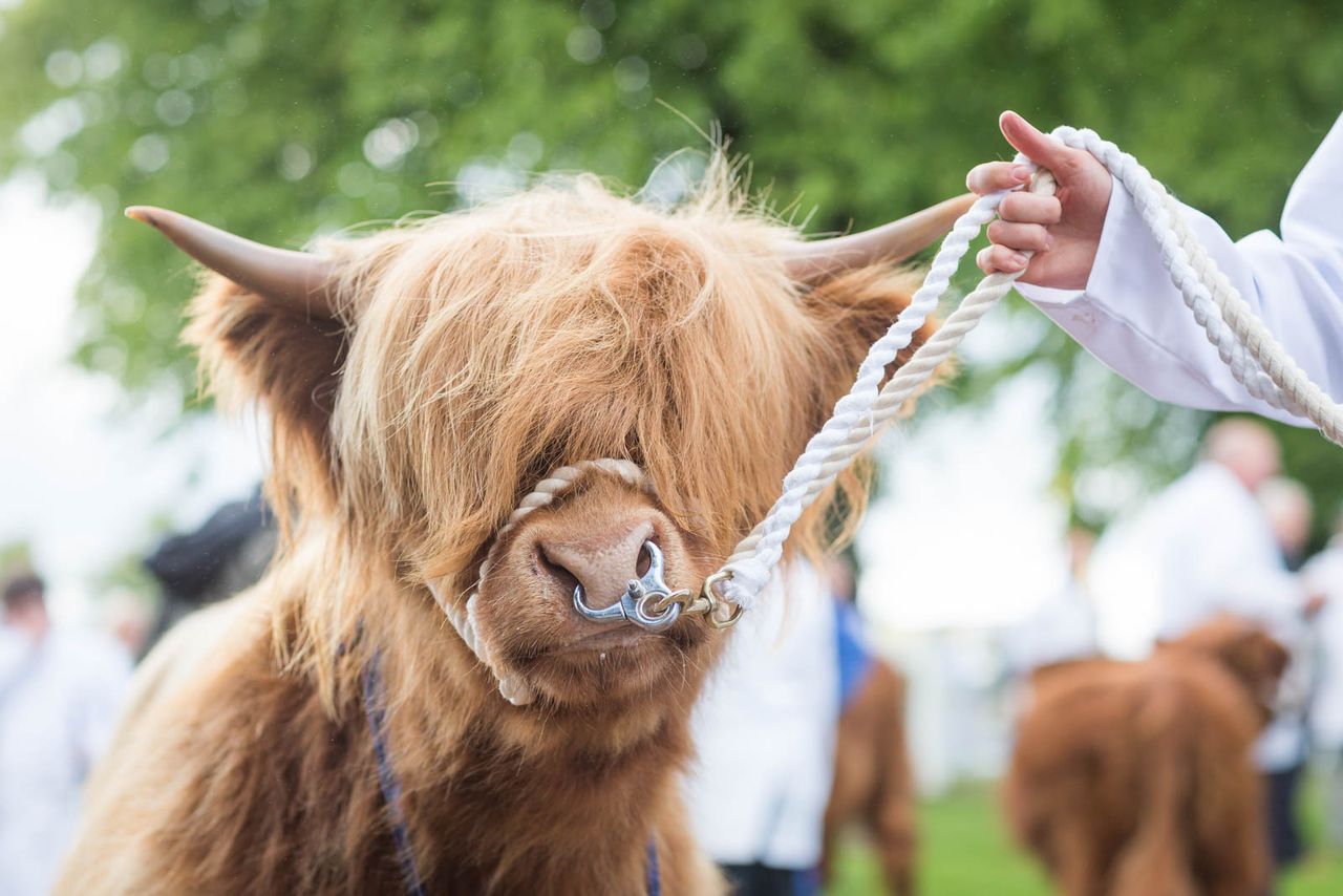 RHASS announce next generation judges for Royal Highland Showcase