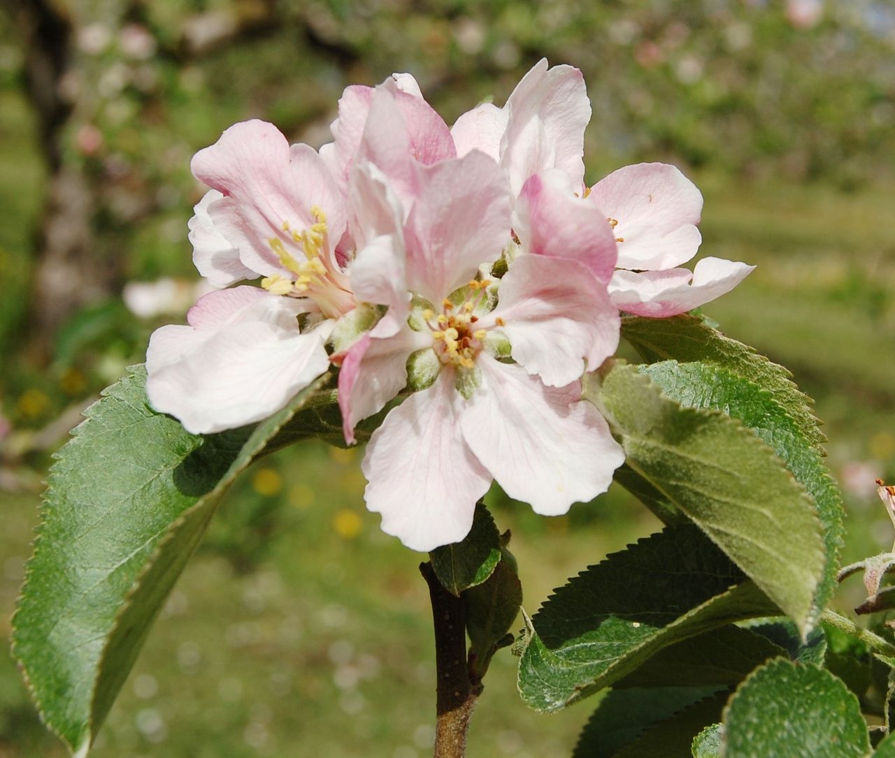 Apple growers turn to heaters to save crops from late frost
