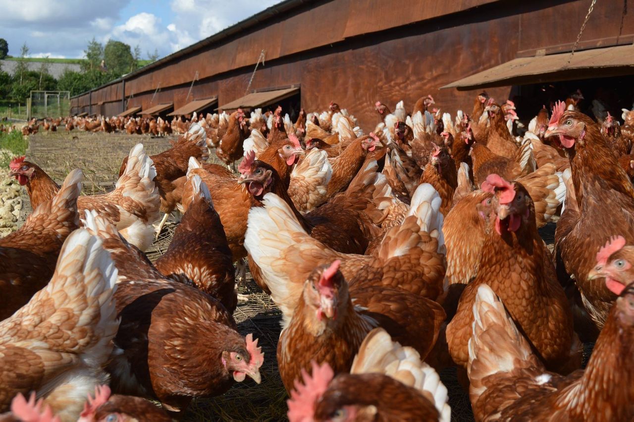 New free range contract to 'ensure fairness and restore confidence' in chain