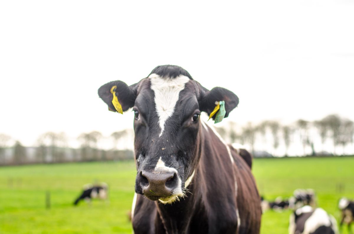 Dairy export inquiry launched at Westminster