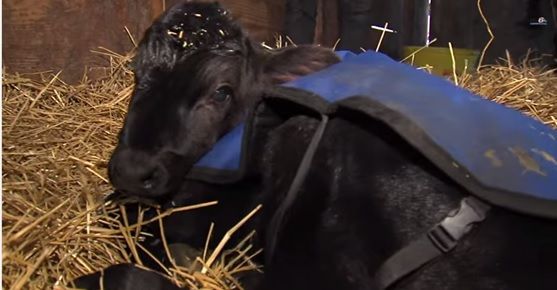 Leroy the calf saved by a dip in the hot tub