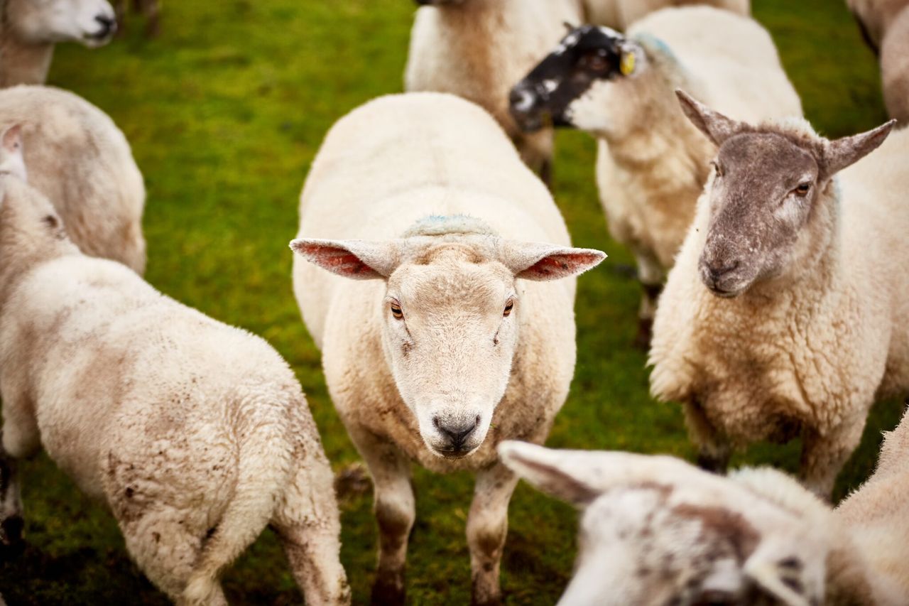 Focus: Adding value to a sheep enterprise with ‘lamb ham’