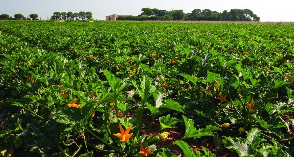 Pollination strips could be worth up to £3.6 million to the UK courgette crop