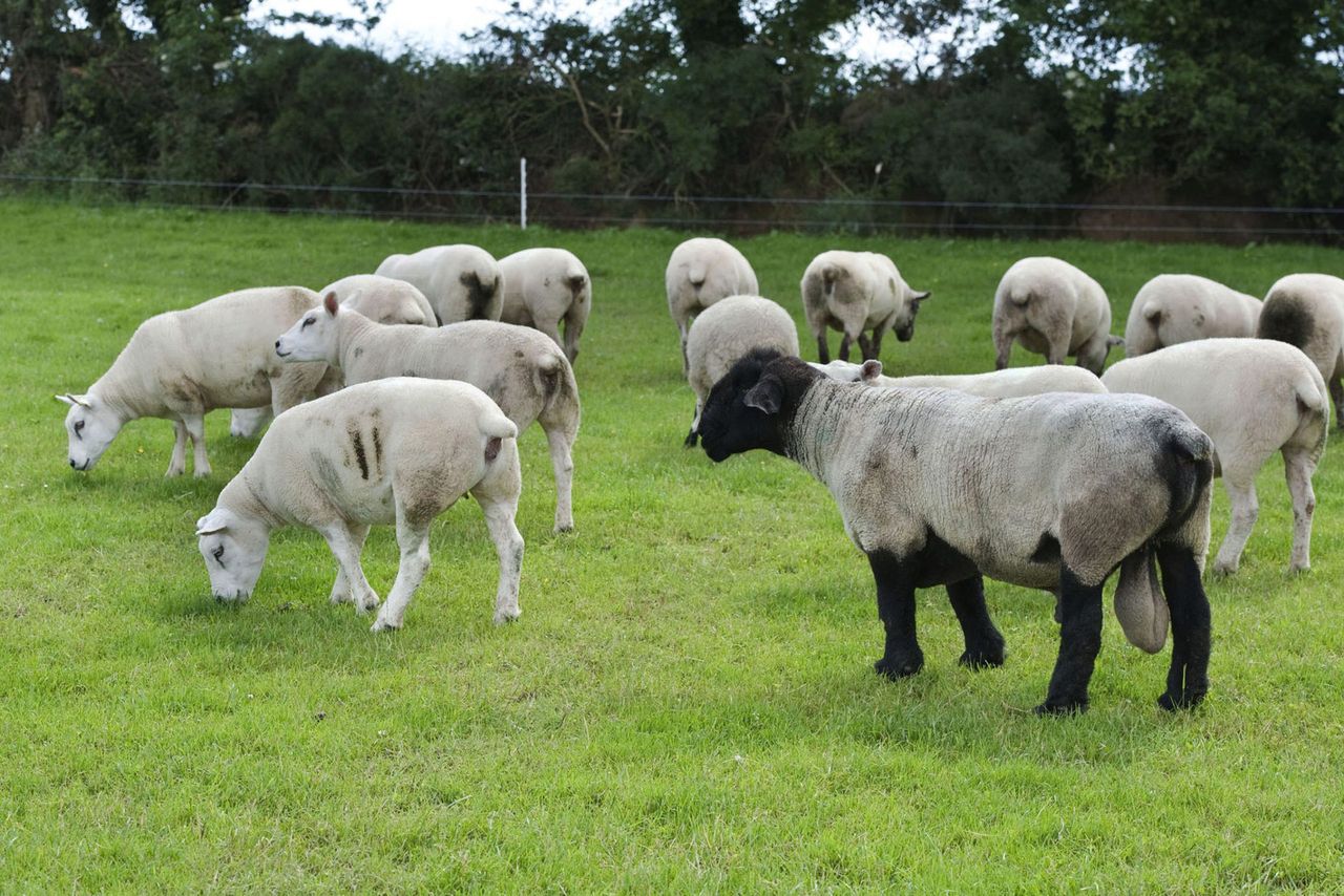 Thinking of buying a new ram? Upcoming sales to showcase best in breeds