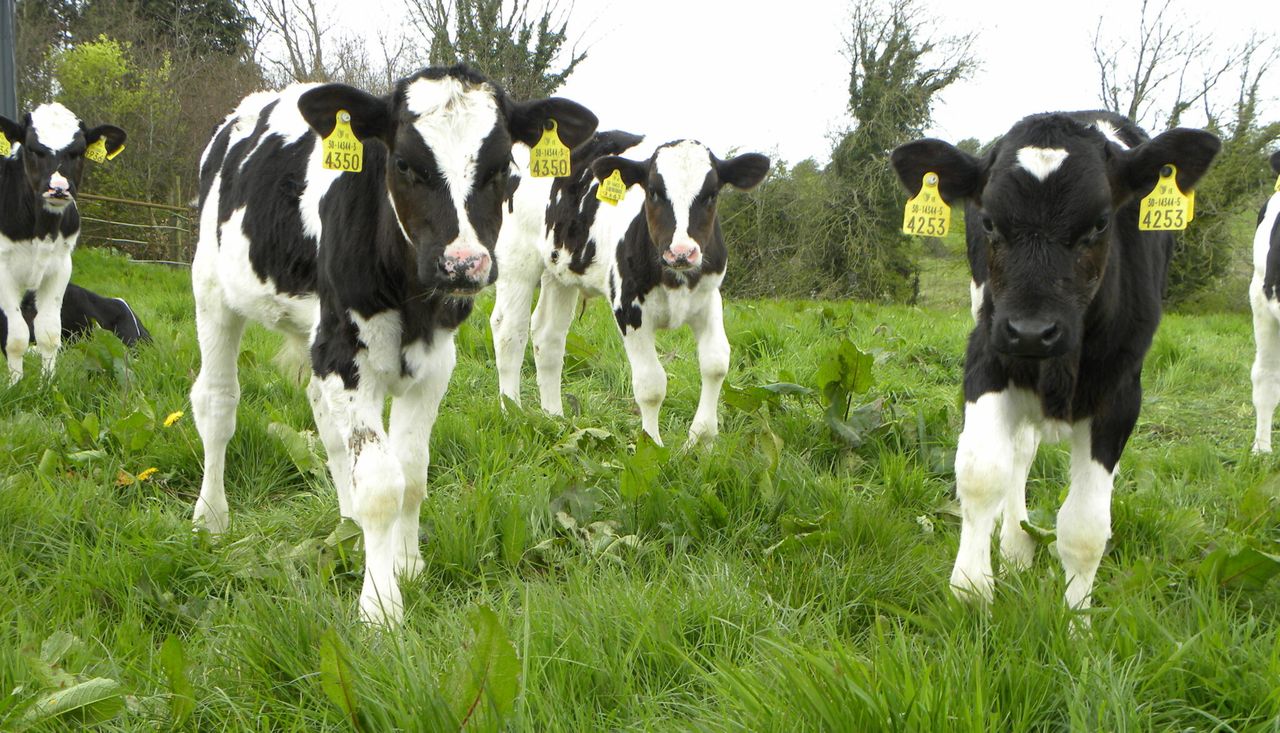NI calf TB testing changes ‘strike right balance’ between integrity and safety