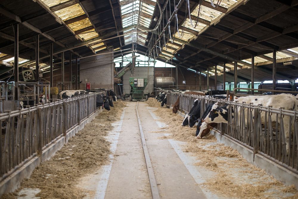 Dutch dairy expansion could be curtailed by new phosphate limits
