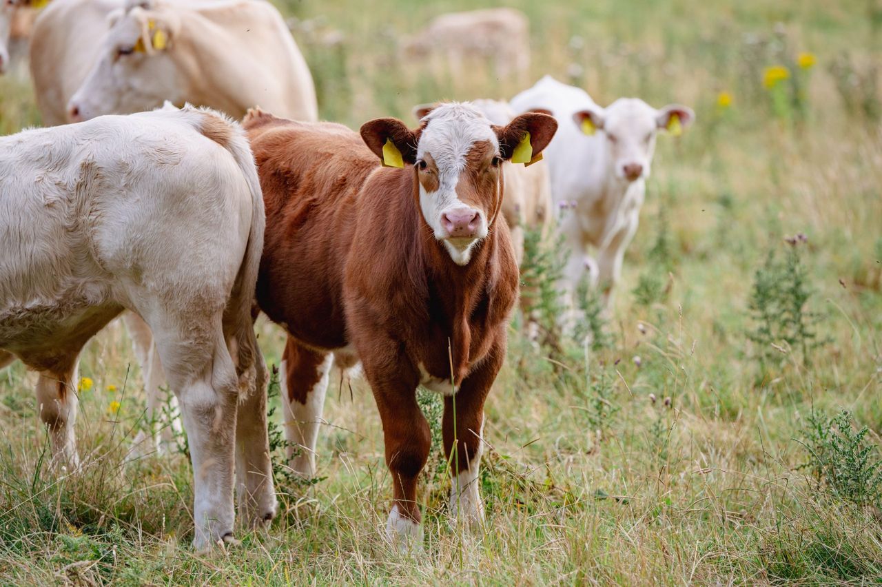 GB farms see rise in cattle numbers under 12 months