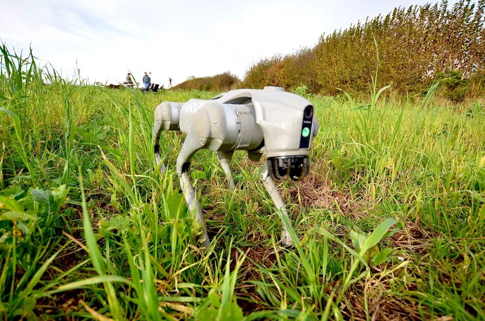 Robot dog deployed in Cornwall soil health trial