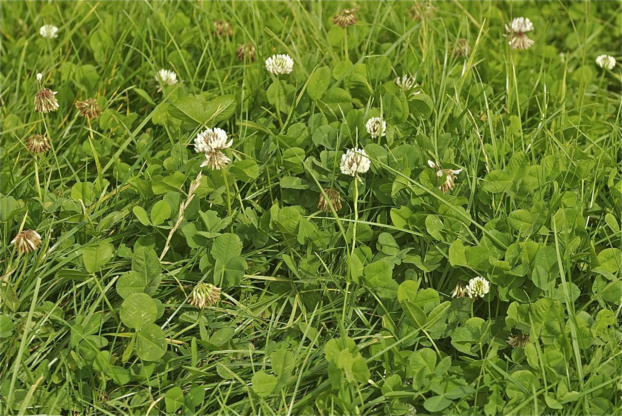 Grassland letting for up to €300/ac in Tipperary