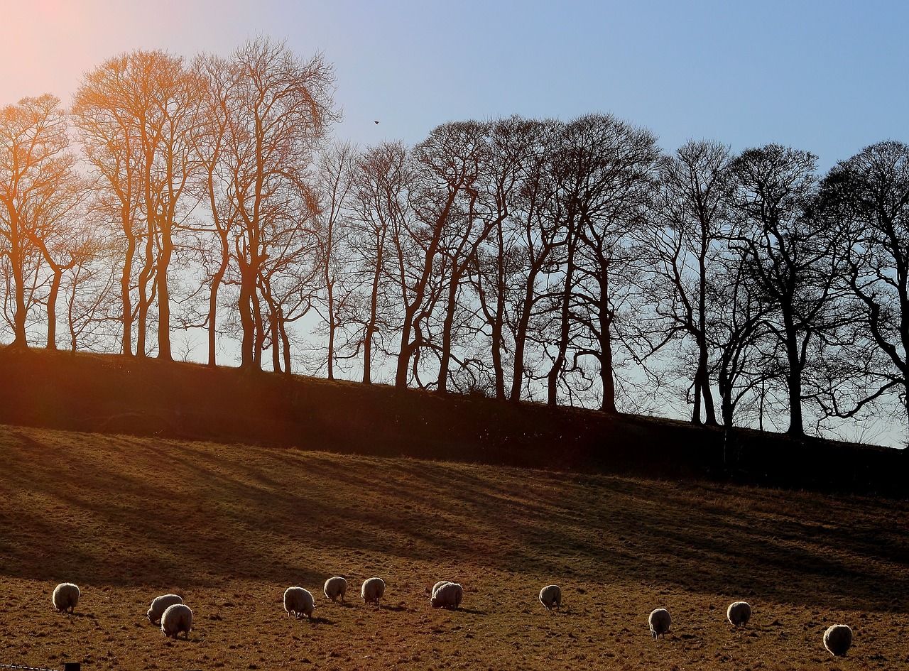 Farmers in Wales need to ‘reduce’ livestock to reduce emissions – report
