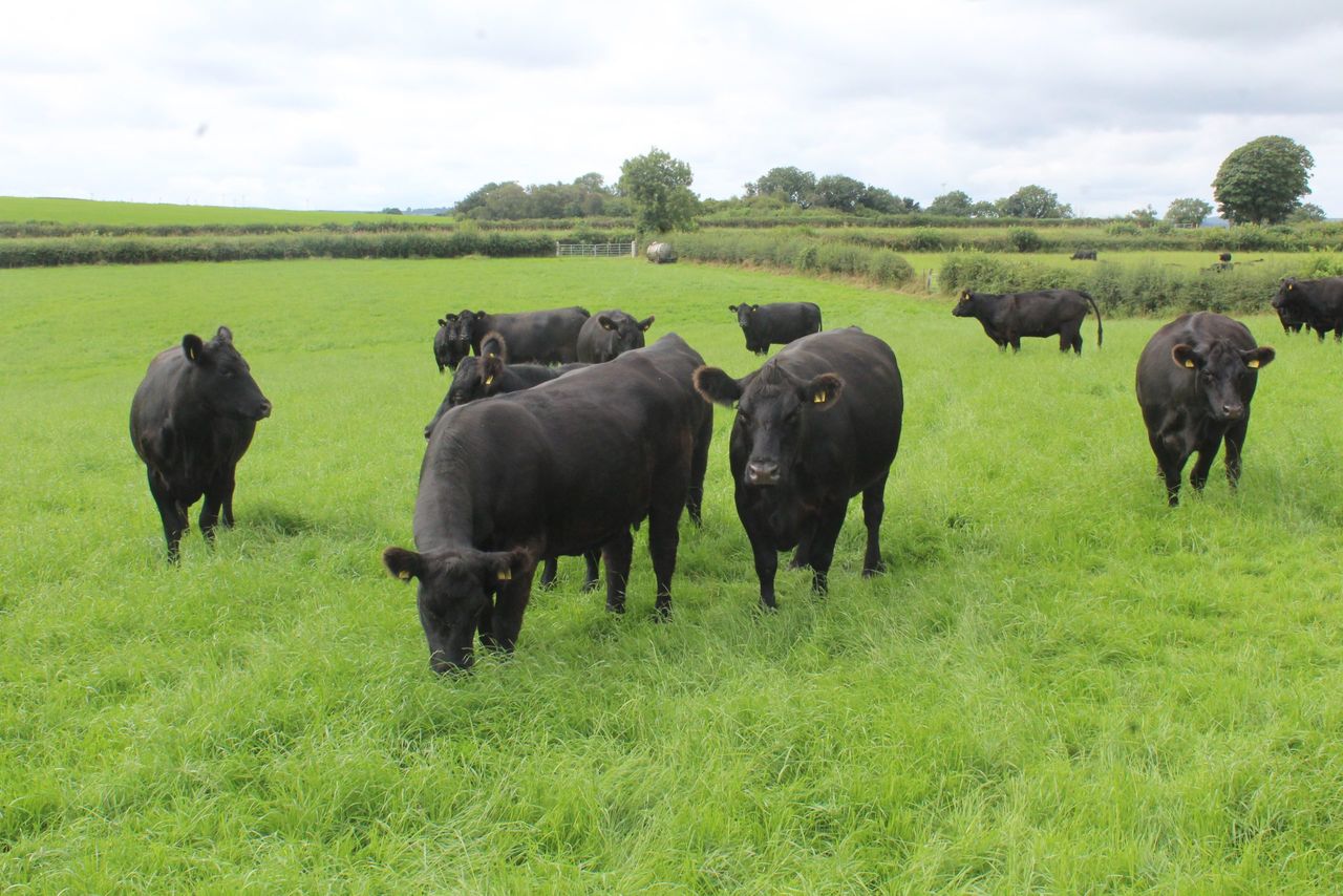 Aberdeen-Angus breeders go back to their roots