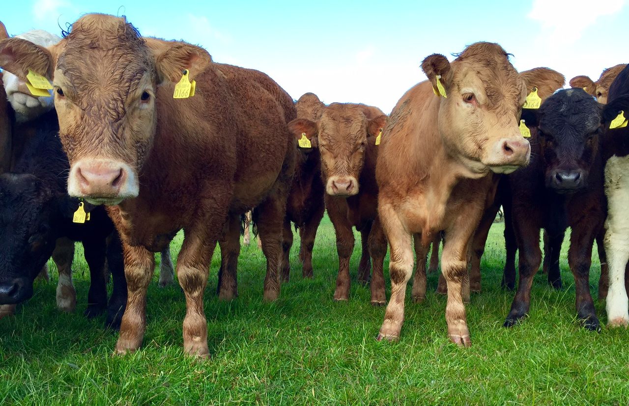 Beef kill to date down 4% on 2014