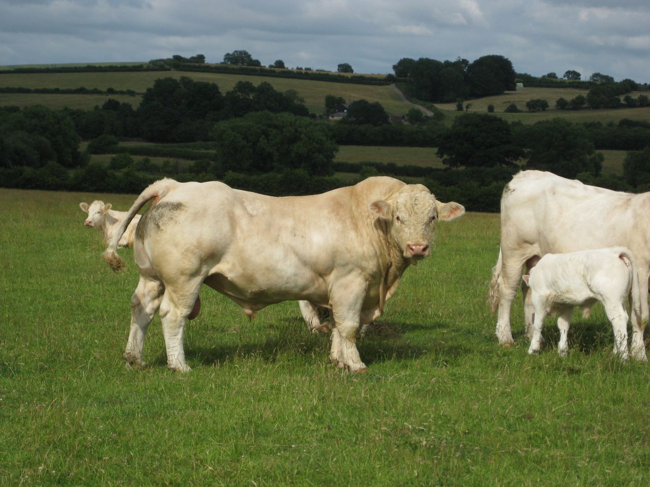 'Once a Charolais calf gets up, you know that nothing can beat it for growth rates and weight'