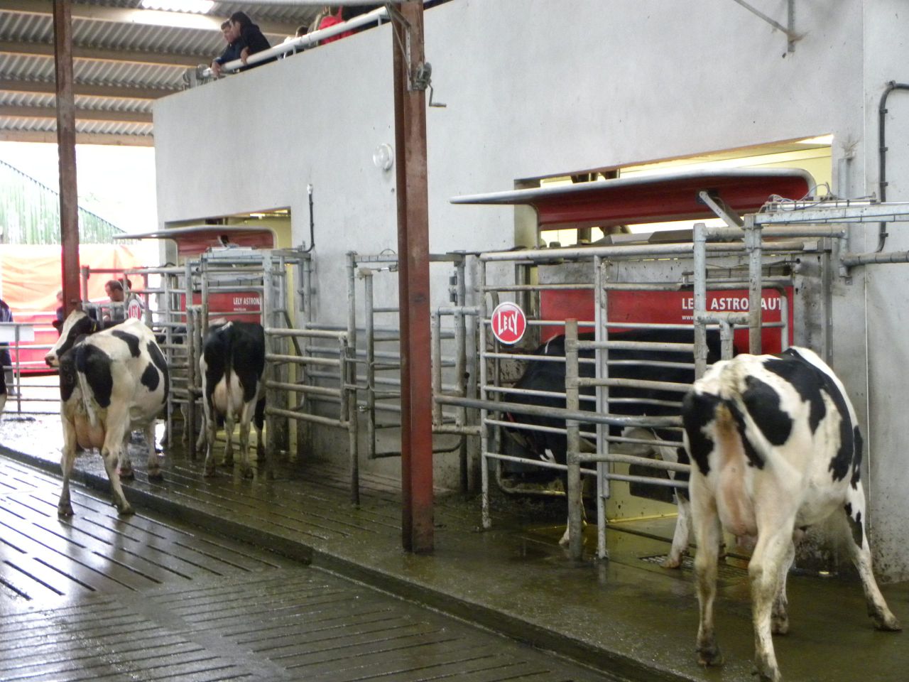 Robotic milking will allow Cork farm expand by 40%