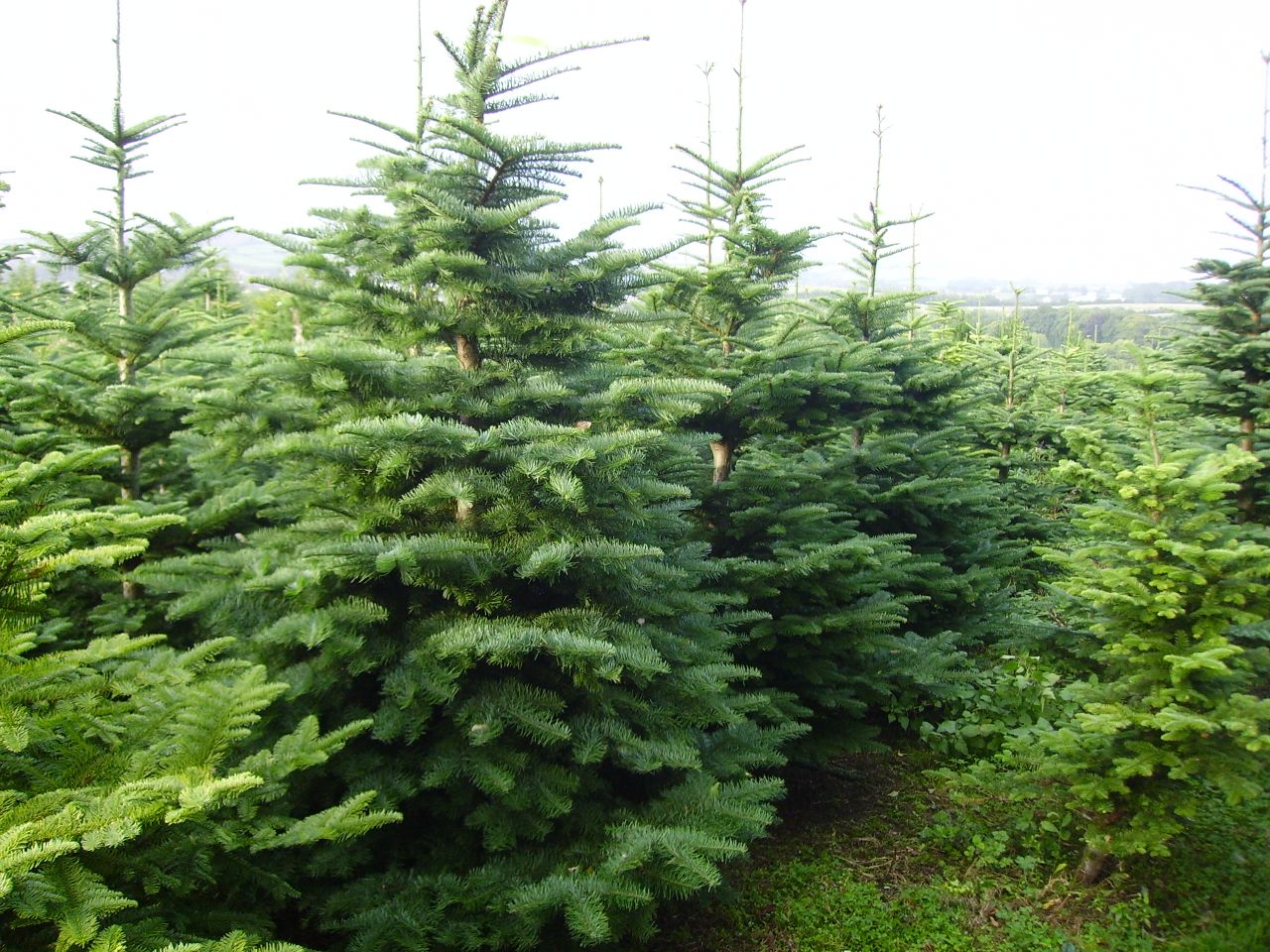 ADAS points to the potential of agroforestry in the UK
