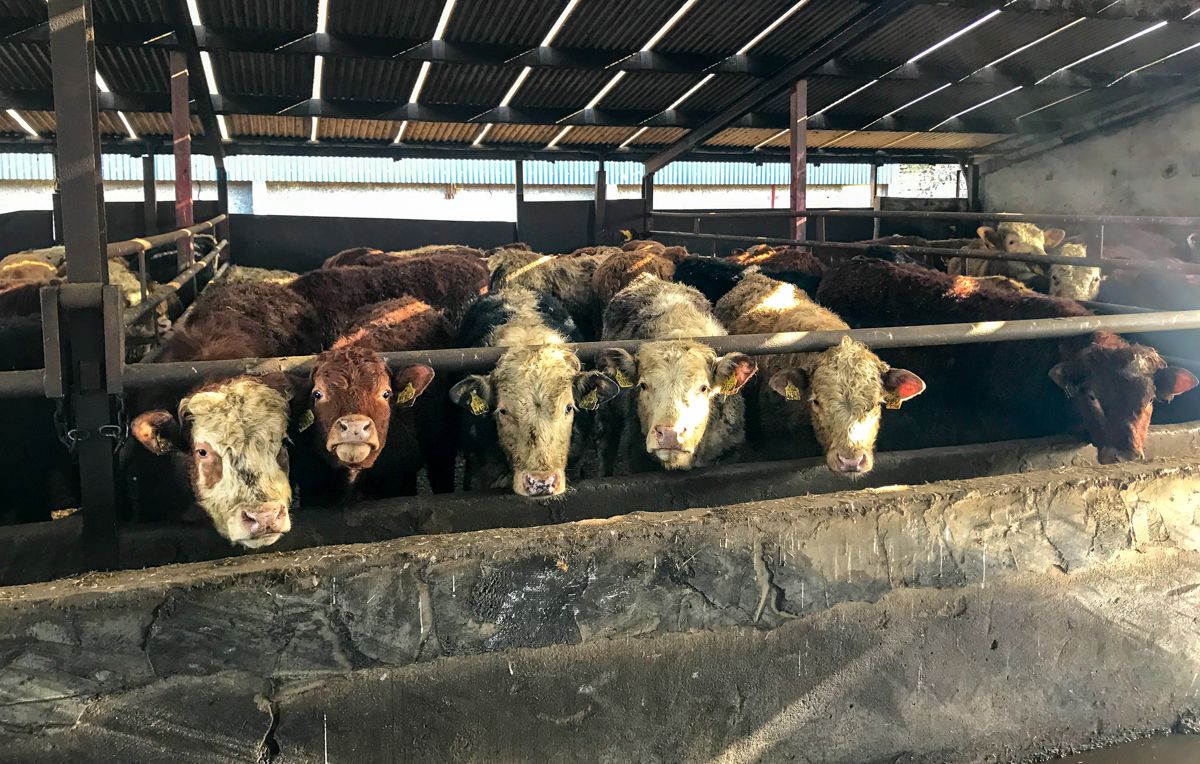 Prime cattle receive a price rise in Northern Ireland for the first week of 2021