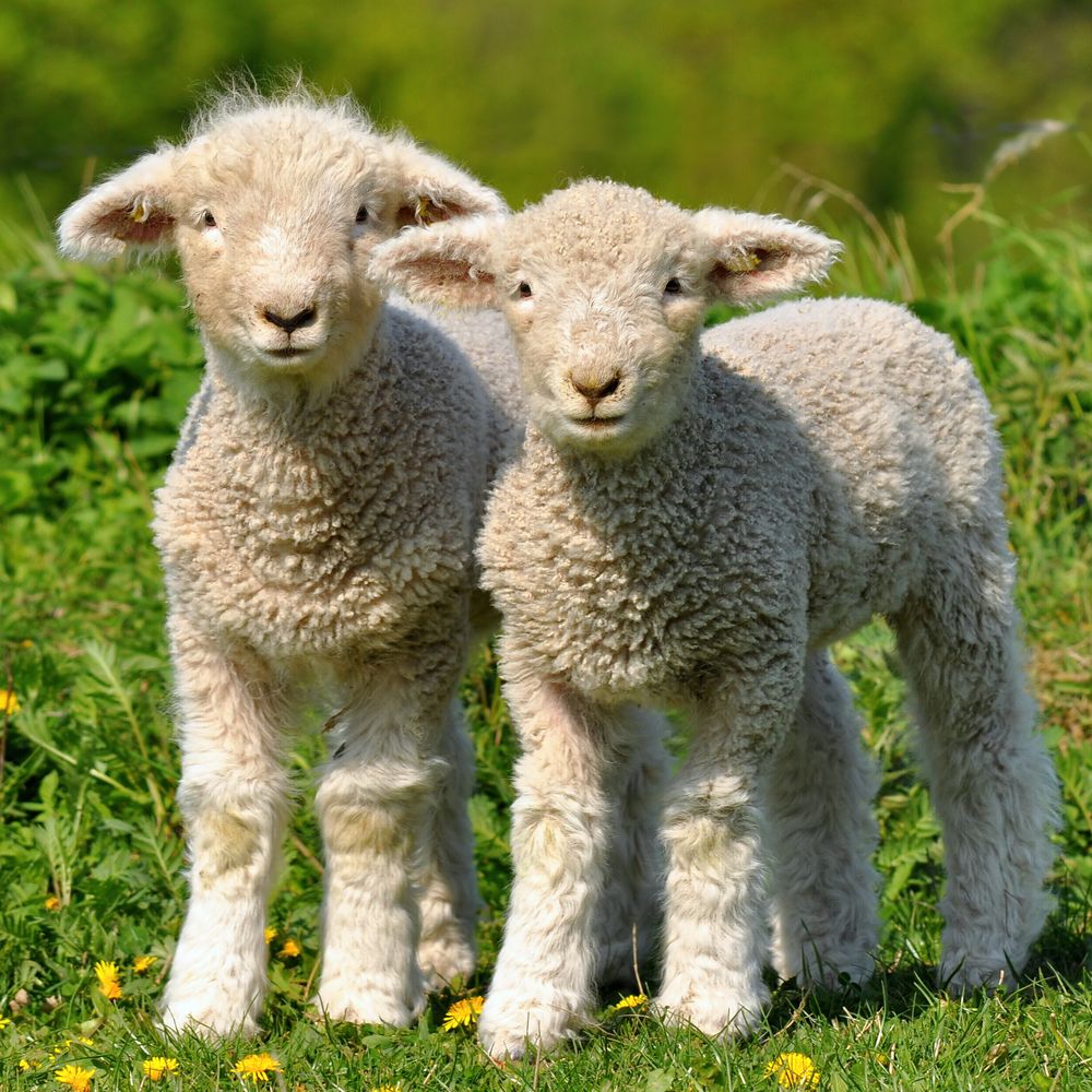 Strong demand for lamb reported