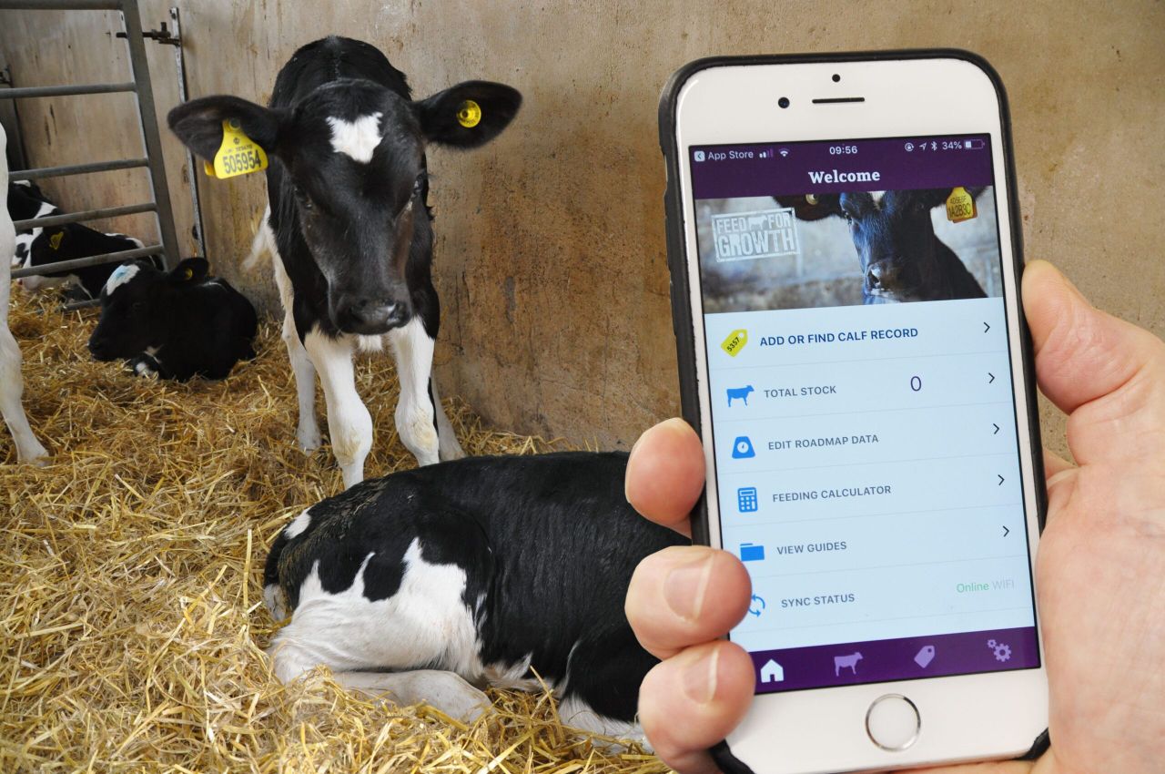 Calf growth app launches...how do yours measure up?