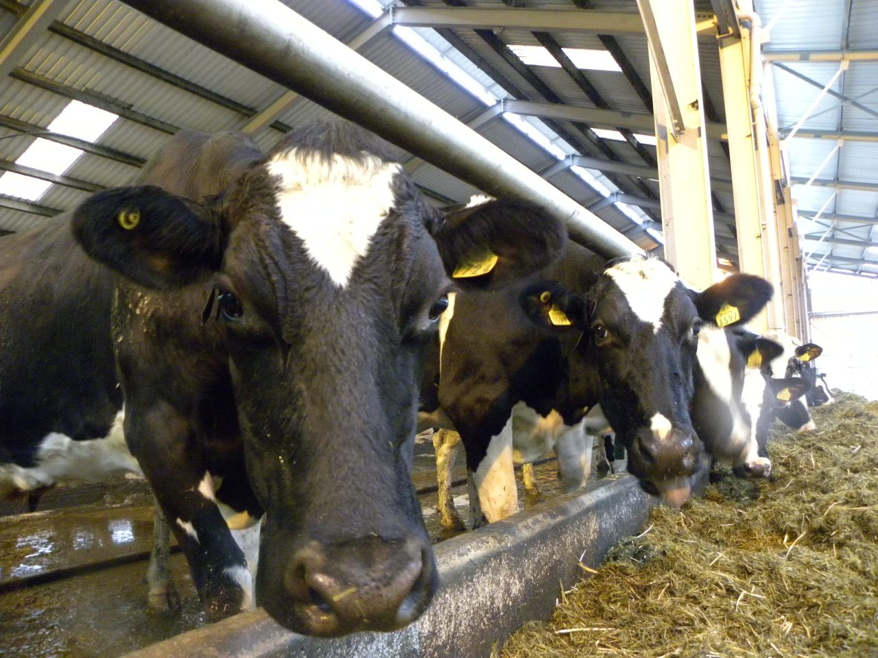 GDT result does not undermine strength of world dairy markets