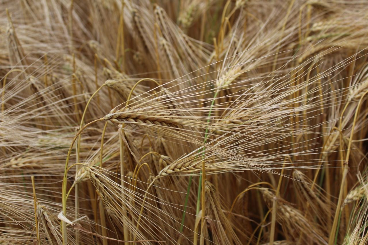 AHDB: Mixed picture on progress of crops up to end of June