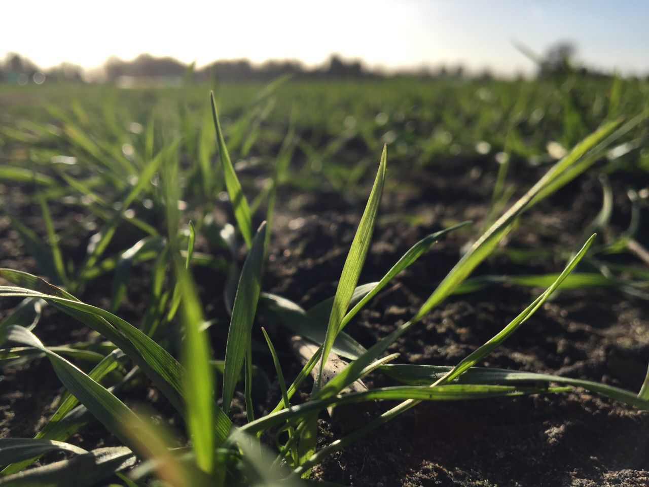 Practical guide to monitoring soil carbon launched