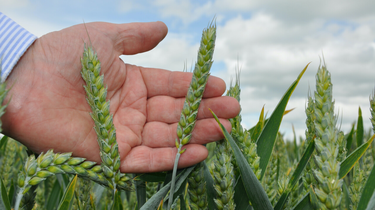 New generation of fungicide leads identified by researchers