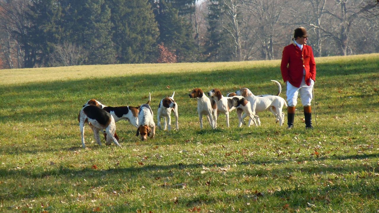 Alliance Party reintroduces fox hunting ban proposal in NI Assembly