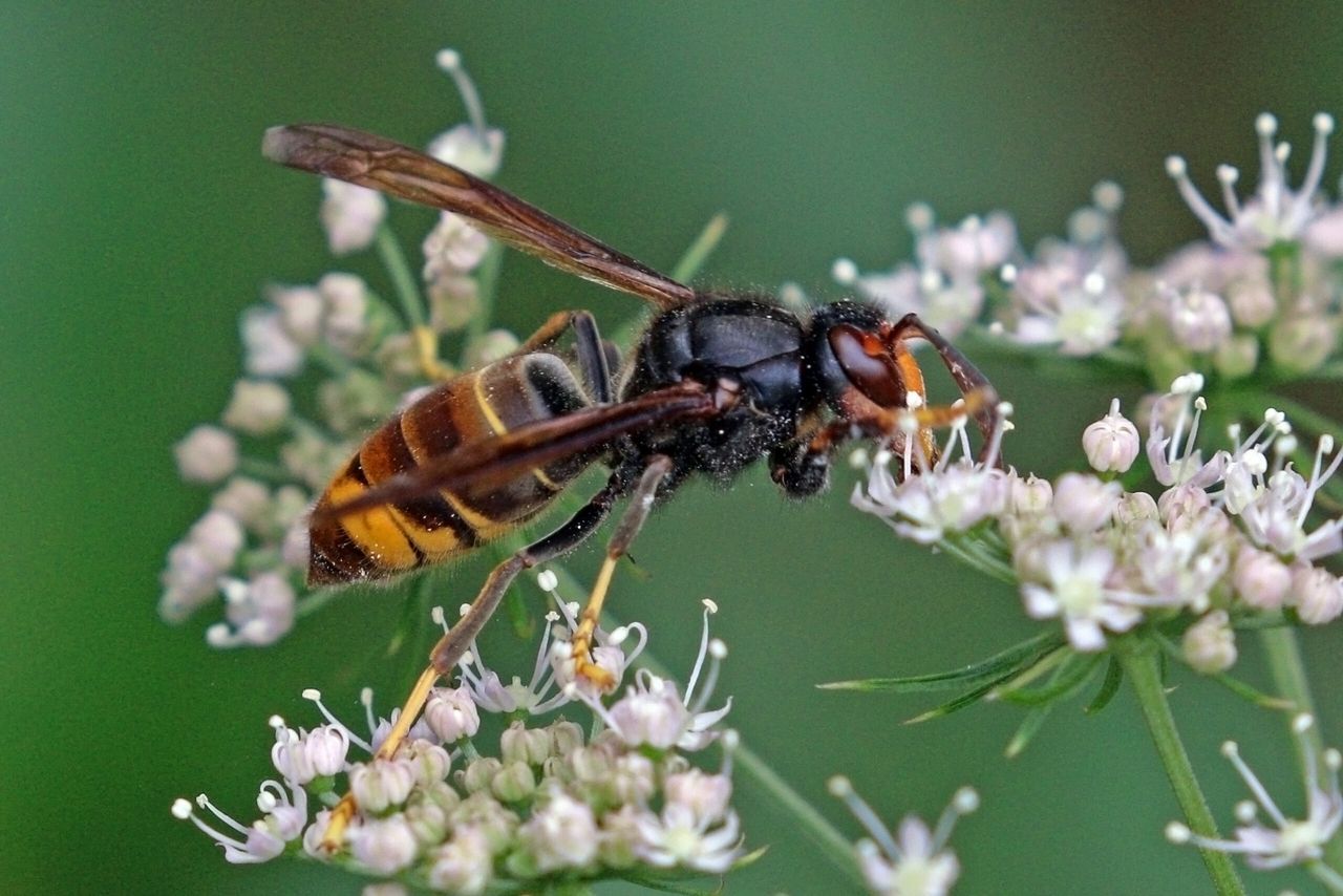 9 sightings of invasive Asian hornet recorded in UK