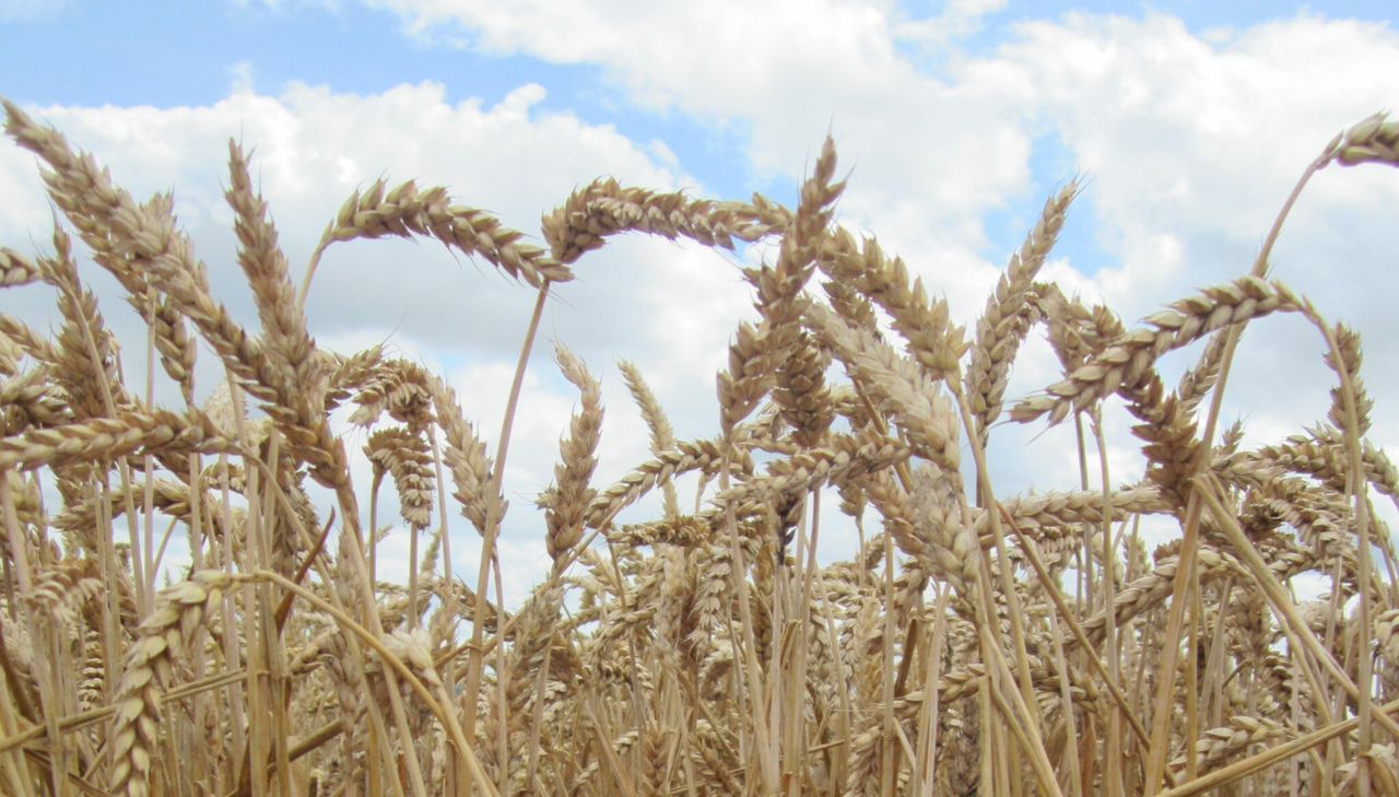 Which countries are most likely to impact on your grain prices?