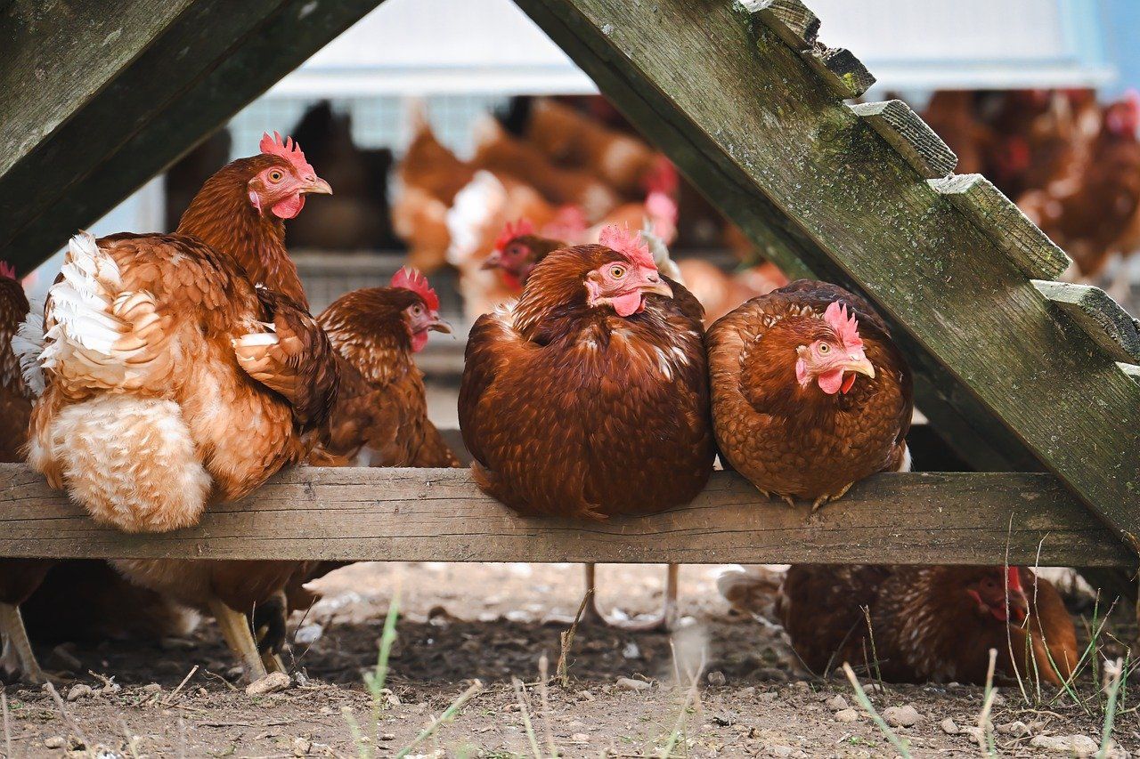 Wales orders poultry to be housed as risk of bird flu heightens