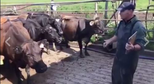 Video: One dairy farmer gives rousing milking speech to his herd