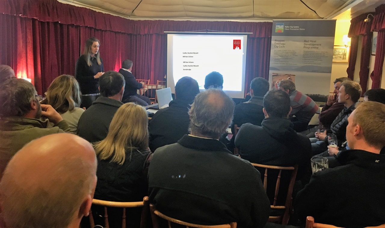 Window now open to sign up for Welsh Hill Ram Scheme