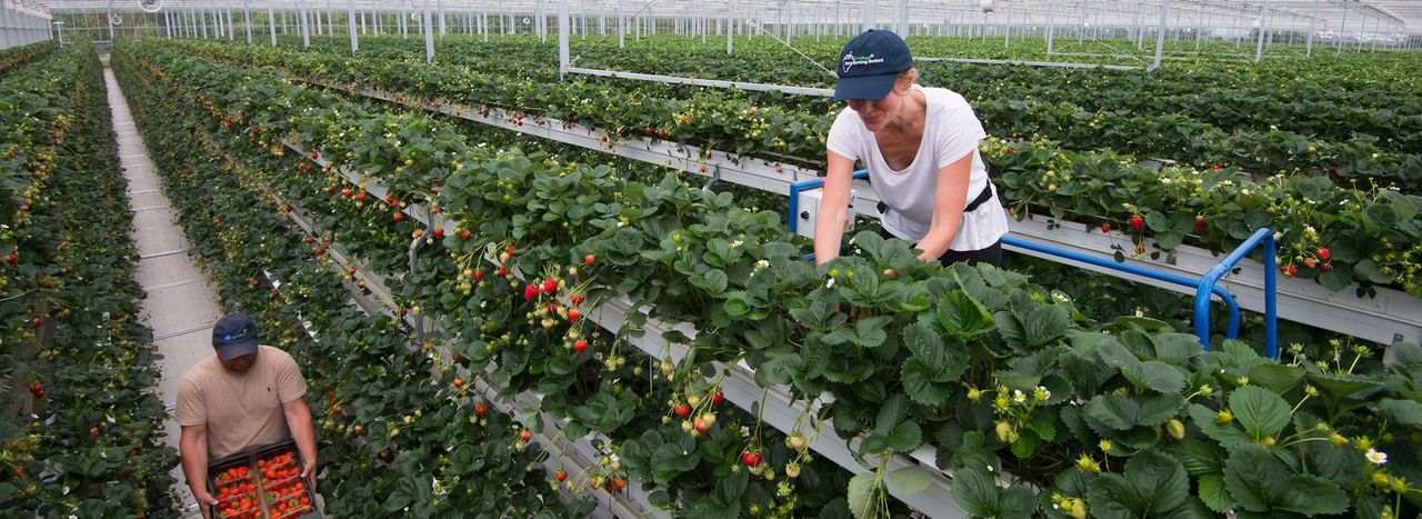 First commercial volumes of vertically-grown strawberries set to hit the shelves in Tesco