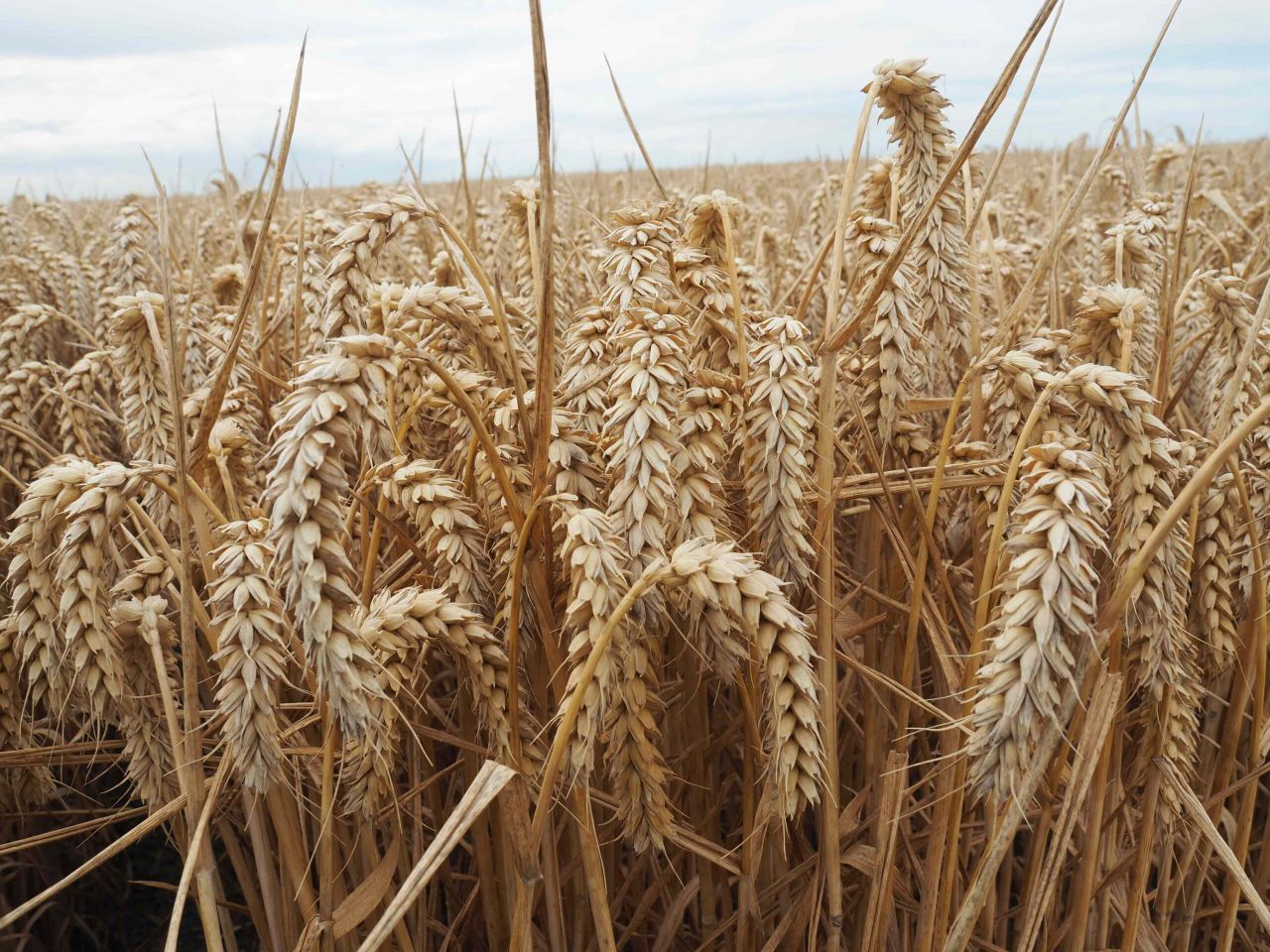 Global wheat production forecast down, but surplus remains
